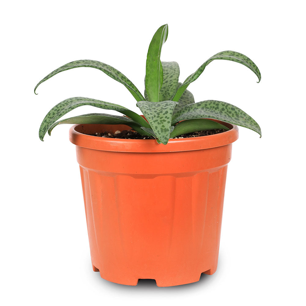 AGLAONEMA PINK PANAMA - برونيما بينك بنما 