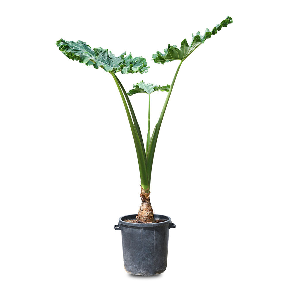 ALOCASIA MACRORRHIZA