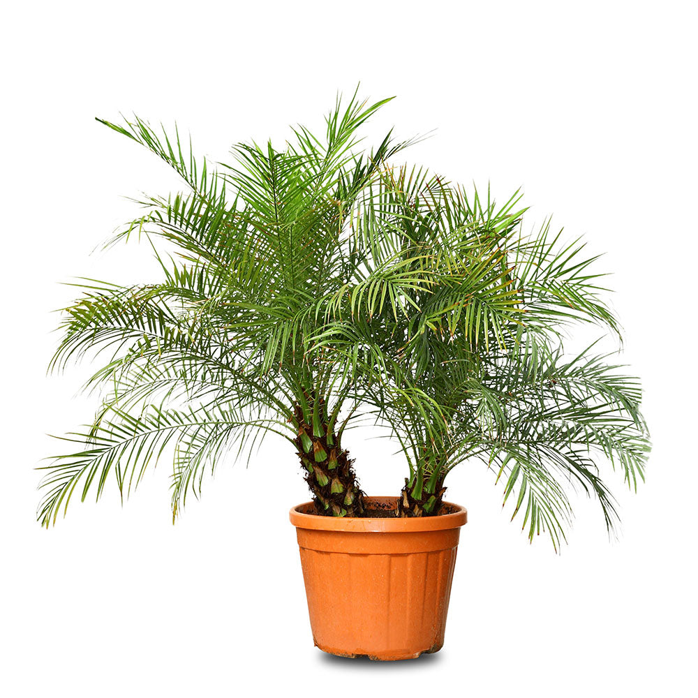 CHAMAEROPS HUMILIS V.35 نخيل شاميروبس 