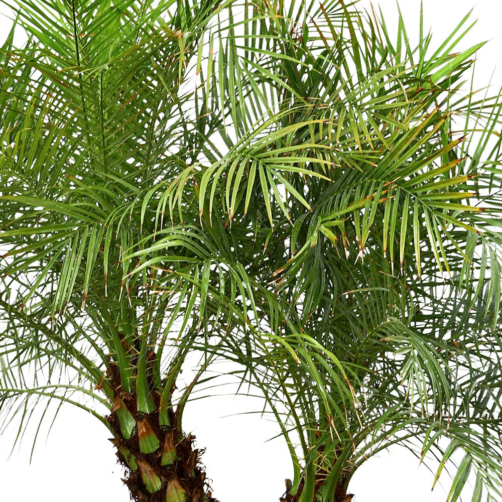 CHAMAEROPS HUMILIS V.35 نخيل شاميروبس 