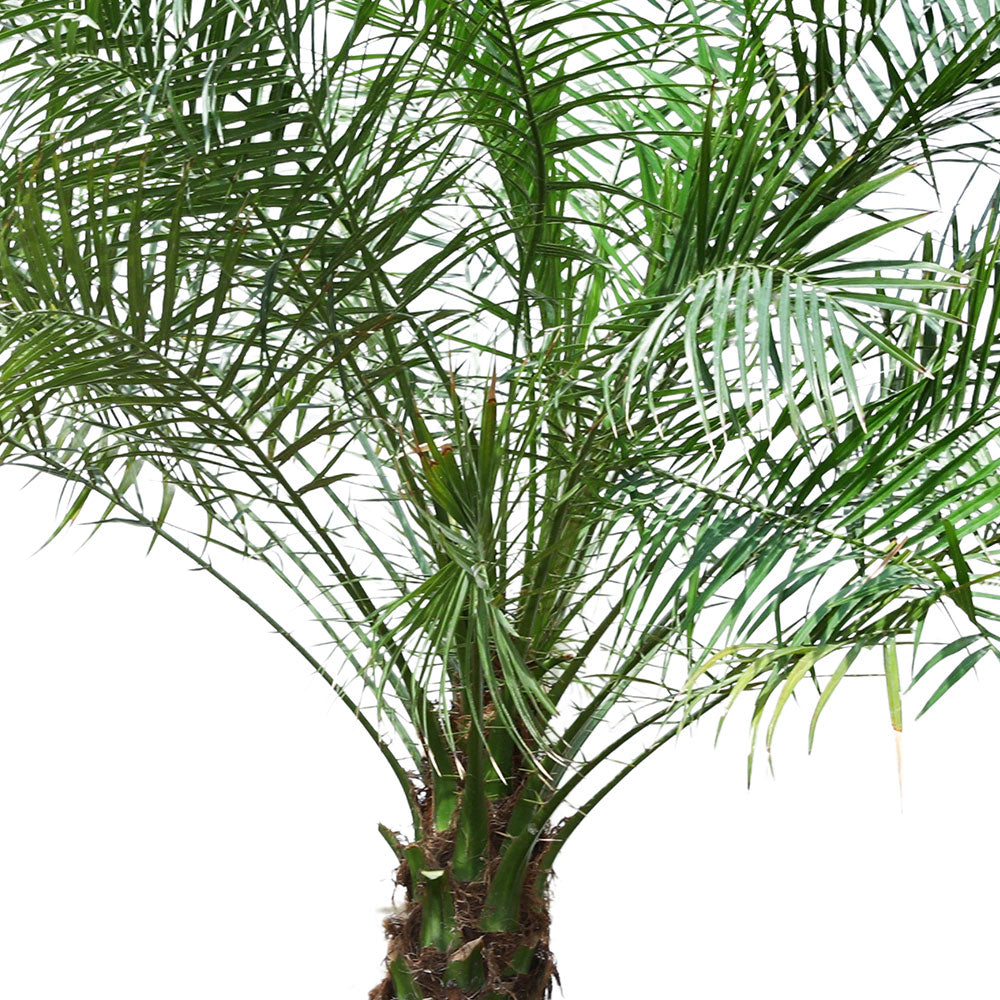 CHAMAEROPS HUMILIS V.35 نخيل شاميروبس 