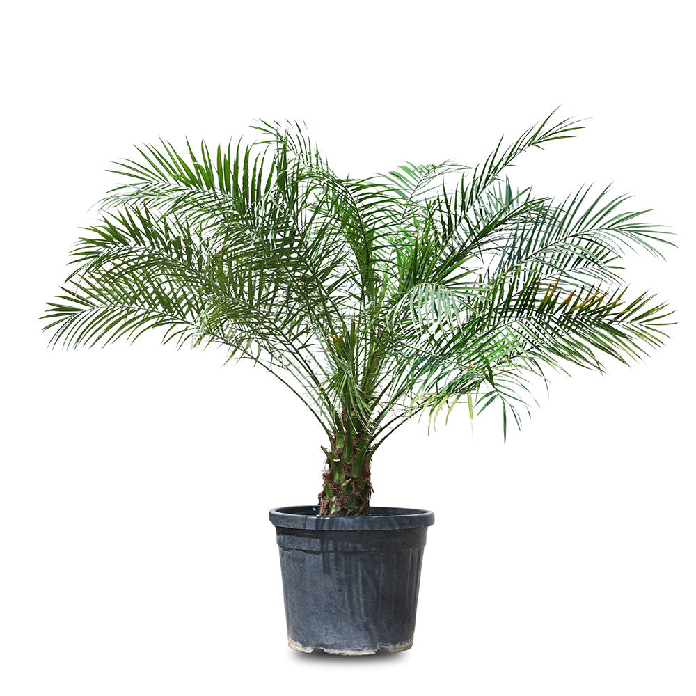 CHAMAEROPS HUMILIS V.35 نخيل شاميروبس 