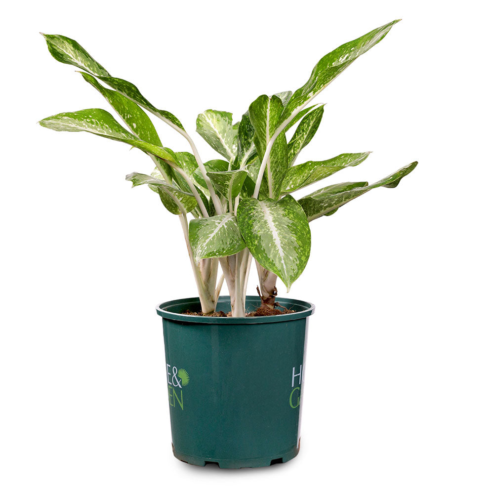 AGLAONEMA SILVER BAY MIXED - أجلونيما سيلفر باي