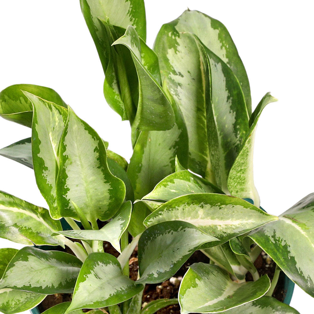 AGLAONEMA CRISPUM SILVER QUEEN 6 LTR - أجلونيما كريسبوم سيلفر كوين