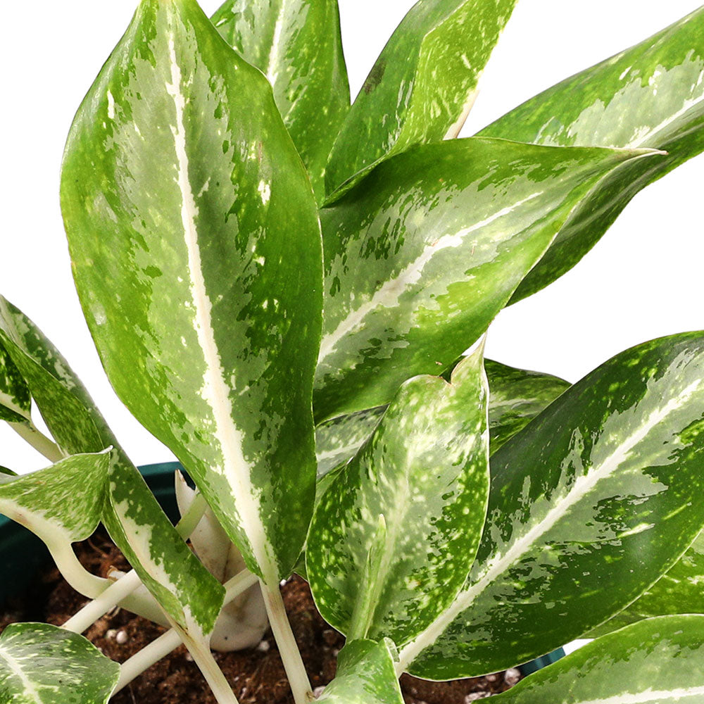 AGLAONEMA WHITE RAIN - أجلونيما وايت رين