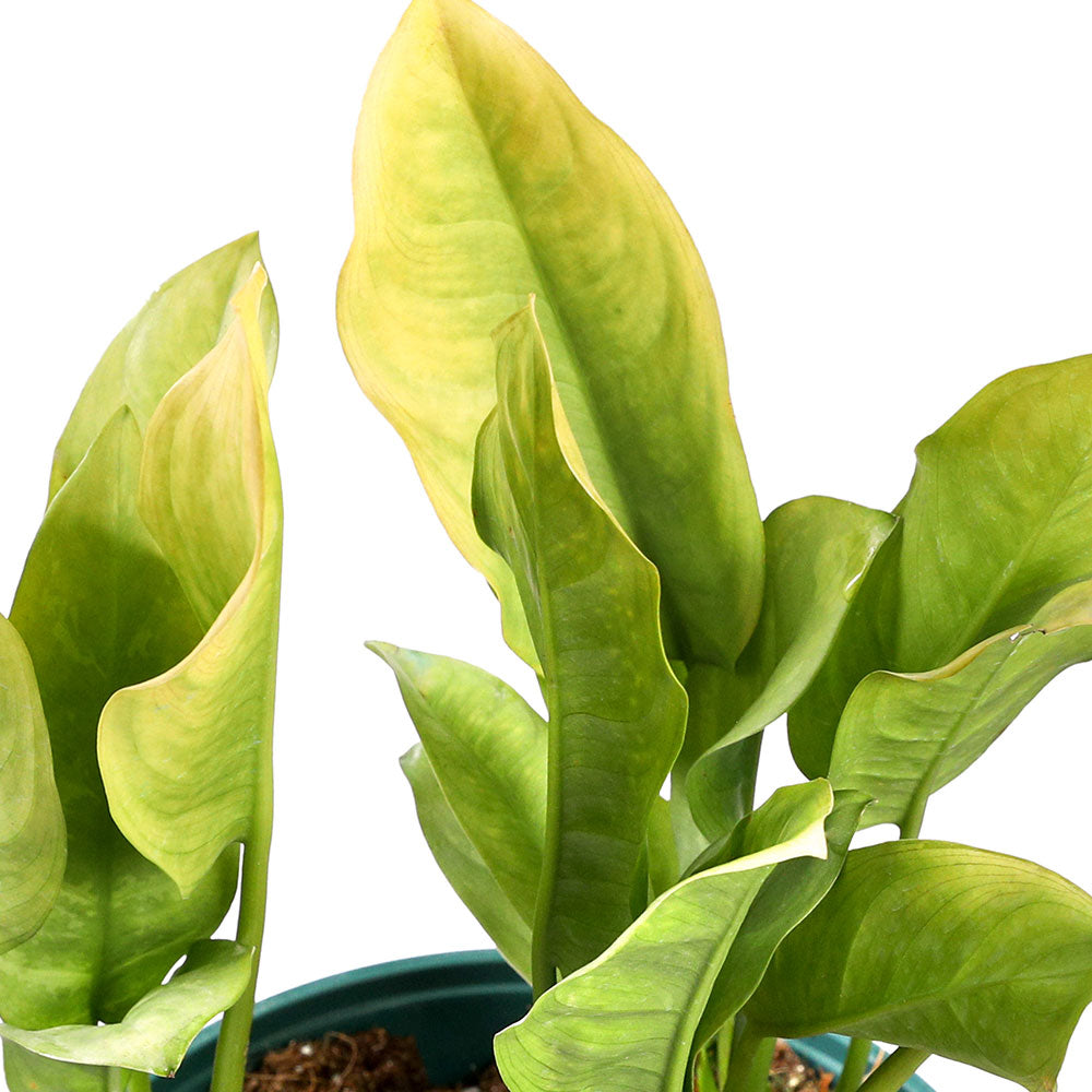 AGLAONEMA MOONLIGHT 6 LTR - لونيما مون لايت 