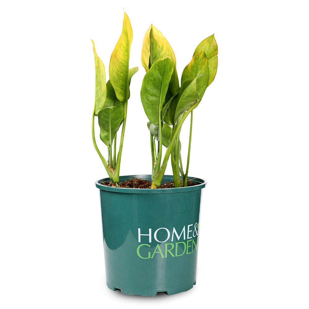 AGLAONEMA MOONLIGHT 6 LTR - أجلونيما مون لايت