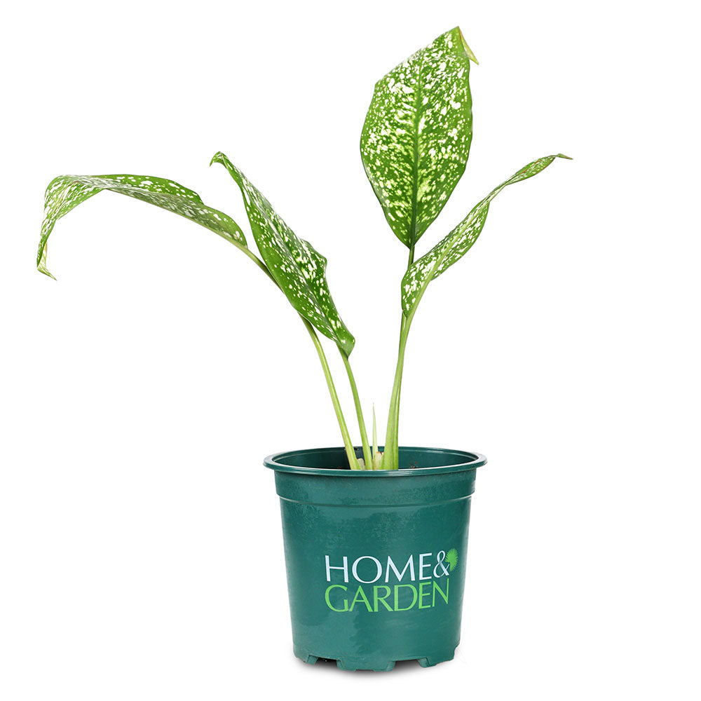 AGLAONEMA SILVER BAY MIXED 3 LTR - أجلونيما سيلفر باي