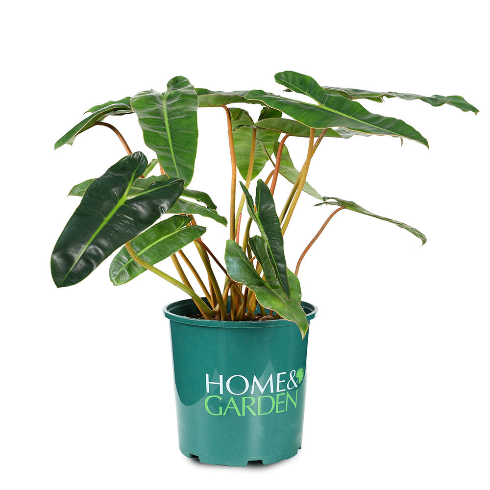 PHILODENDRON BURLEMAX 6 LTR - فيلوديندرون بورلماكس