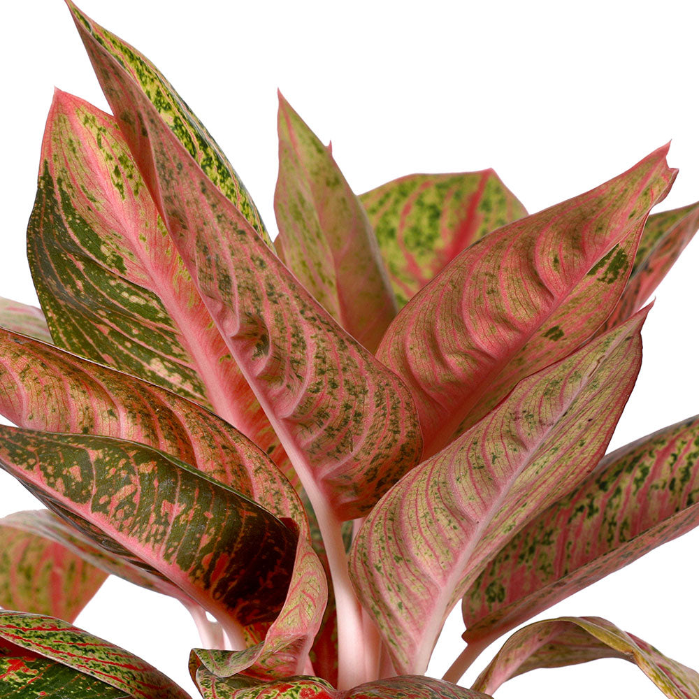 AGLAONEMA RED VALENTINE - أجلونيما ريد فالنتين