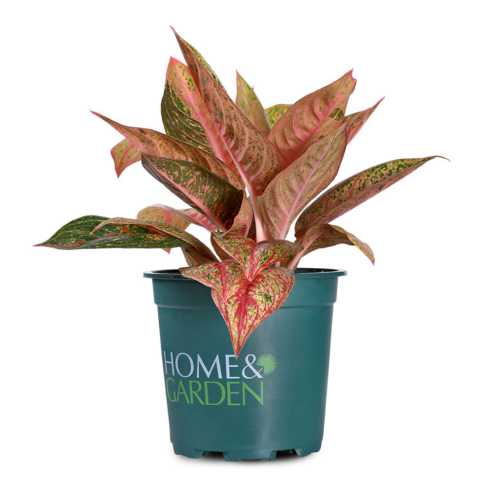 AGLAONEMA RED VALENTINE - أجلونيما ريد فالنتين