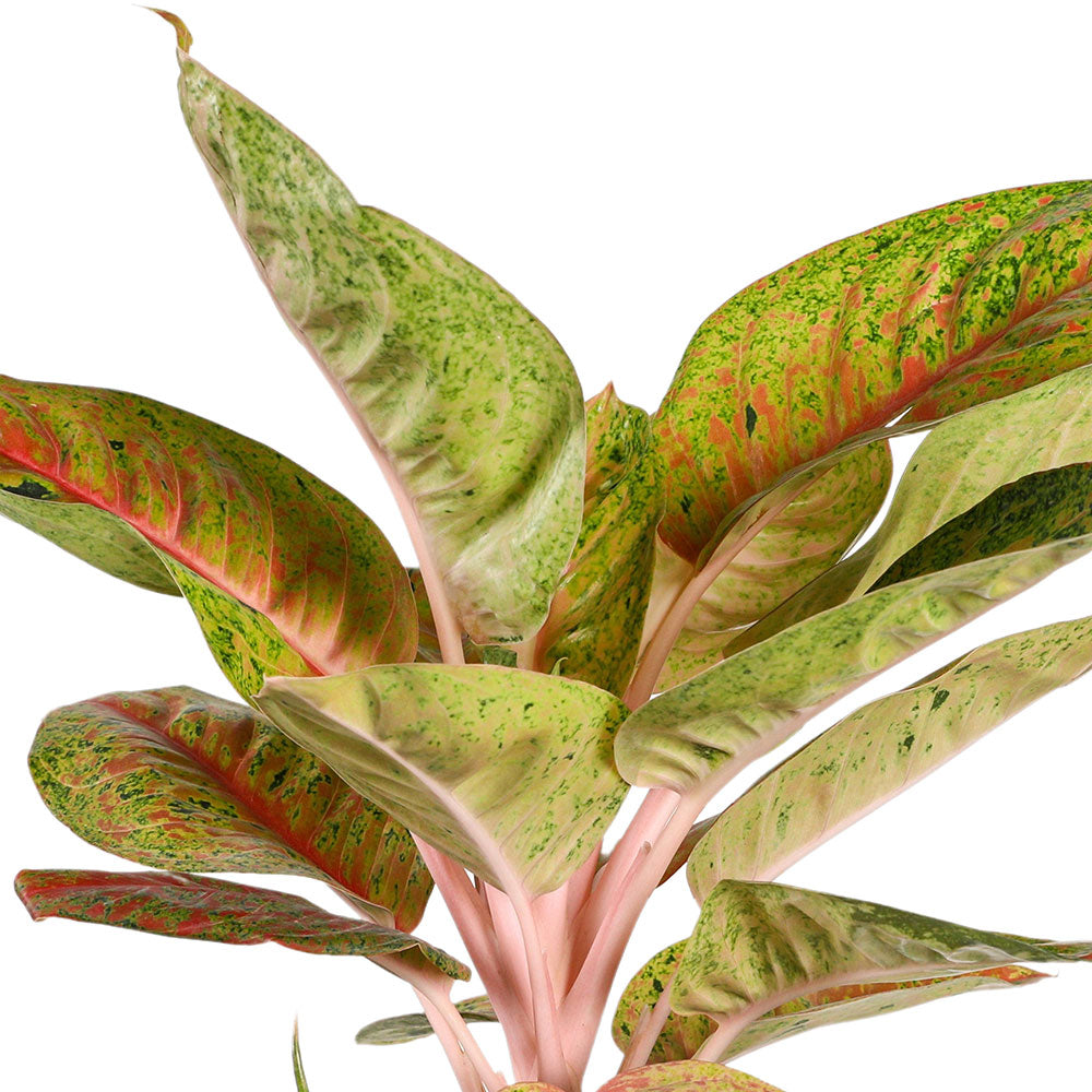 AGLAONEMA RICH MILLIONAIRE - أجلونيما ريتش مليونير