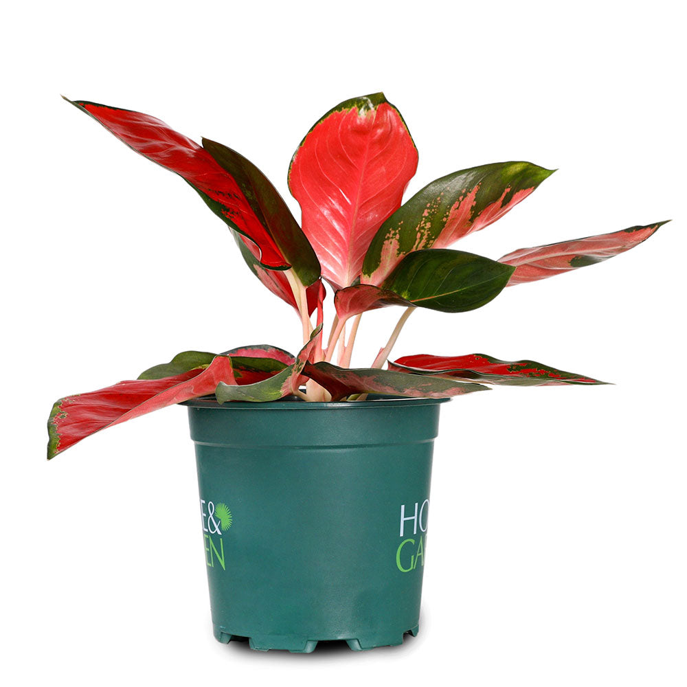 AGLAONEMA SUKSOM JAIPONG - أجلونيما سوكسوم جايبونج