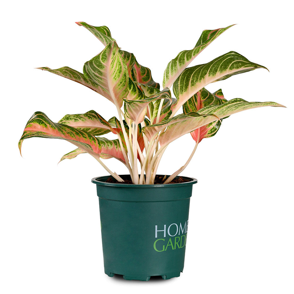 AGLAONEMA PINK PANAMA - أجلونيما بينك بنما