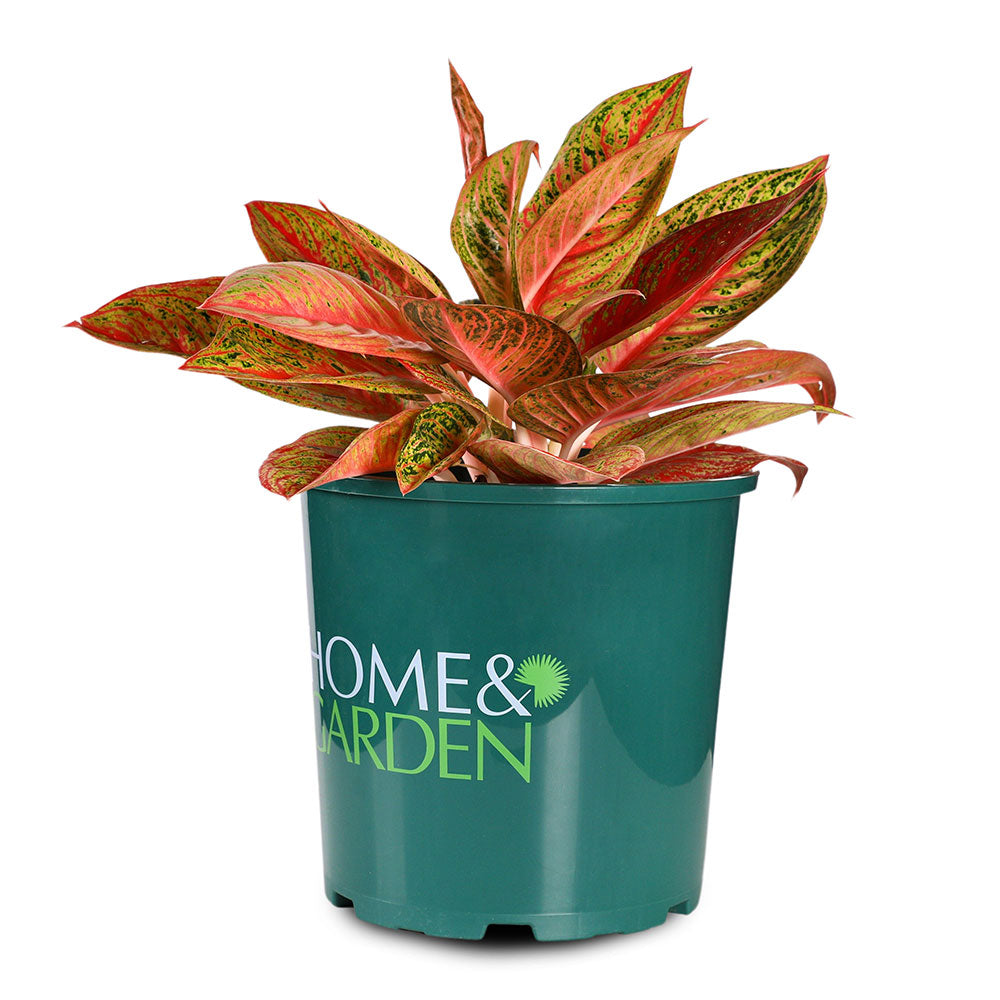 AGLAONEMA KWAK NGUEN - أجلونيما كواك نغوين