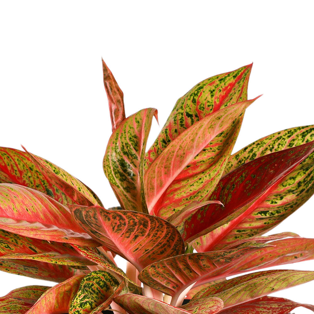 AGLAONEMA KWAK NGUEN - أجلونيما كواك نغوين