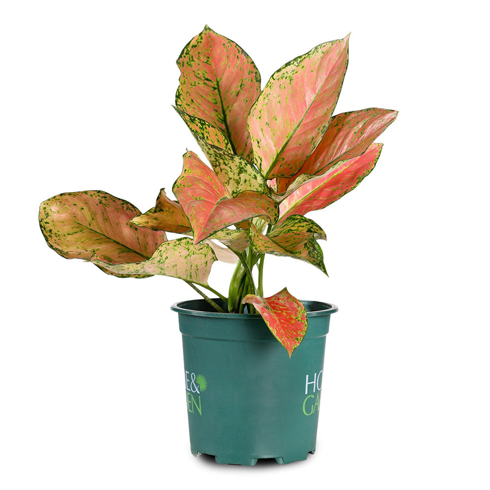 AGLAONEMA PINK VALENTINE - أجلونيما بينك فالنتين