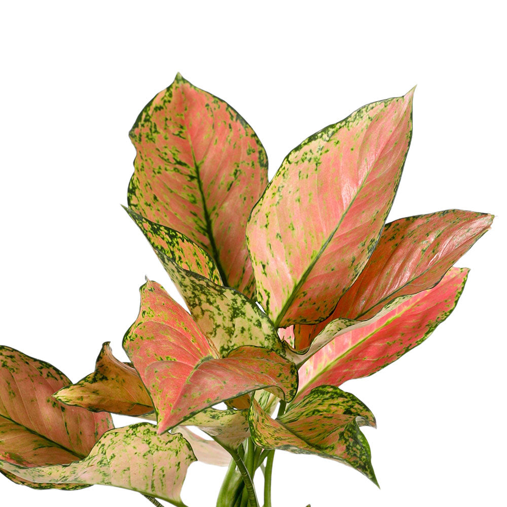 AGLAONEMA PINK VALENTINE - أجلونيما بينك فالنتين