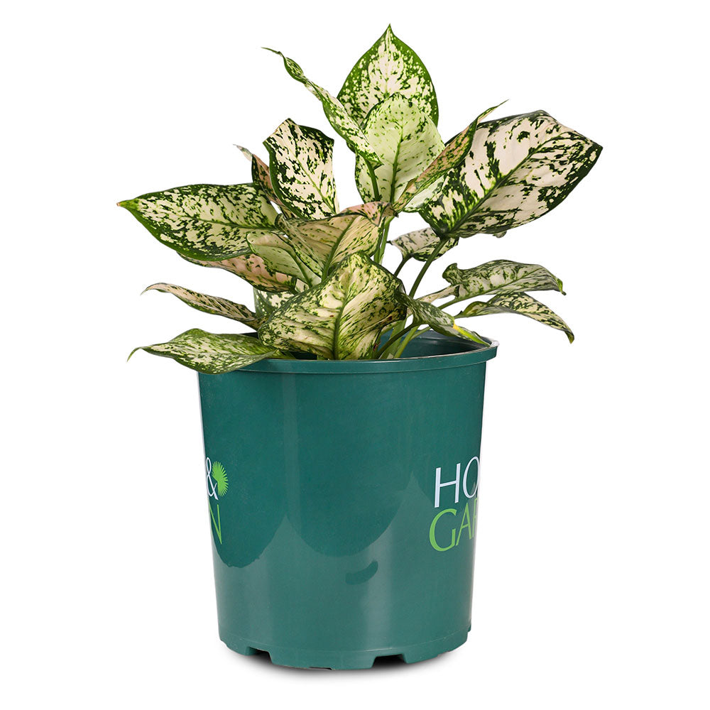 AGLAONEMA SNOW WHITE - أجلونيما سنو وايت