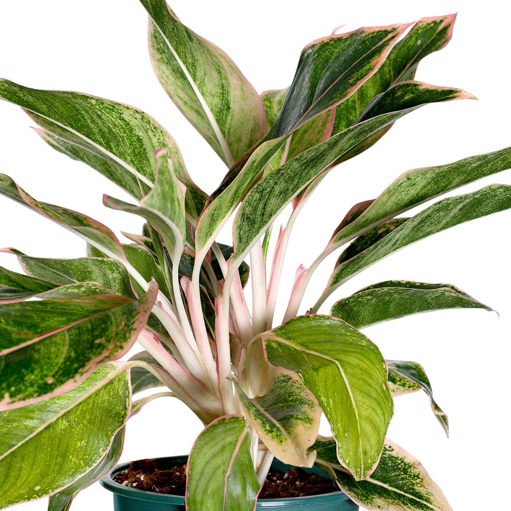 AGLAONEMA PINK AURORA - أجلونيما بينك أورورا