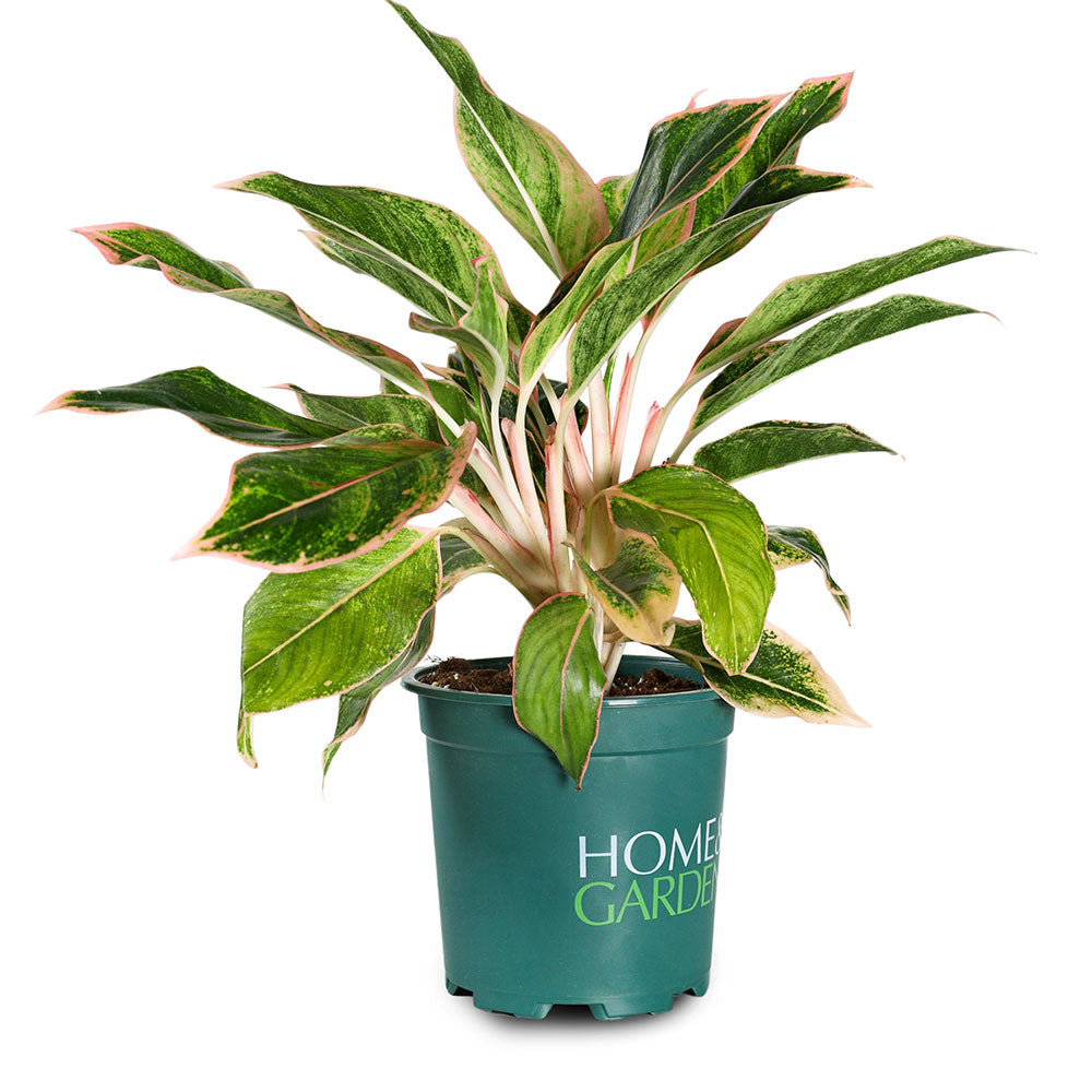 AGLAONEMA PINK AURORA - أجلونيما بينك أورورا