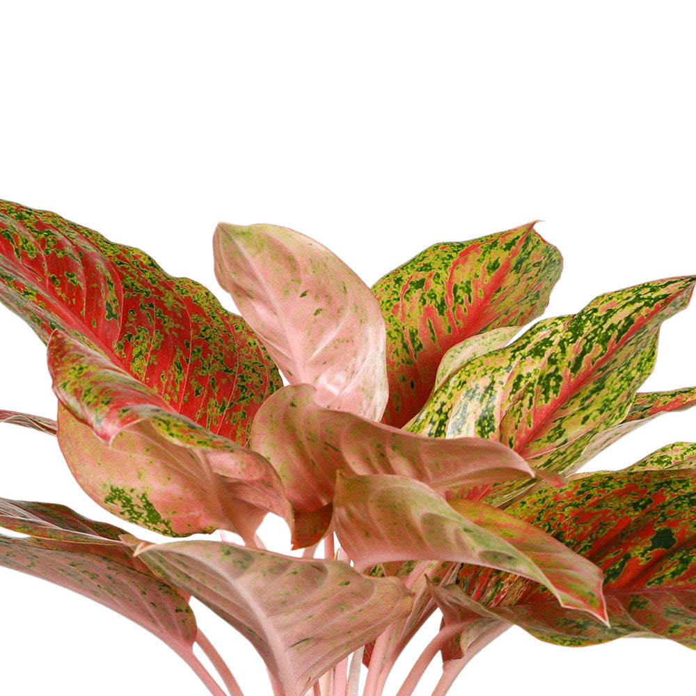 AGLAONEMA RUAYLONFA - أجلونيما روايلونفا