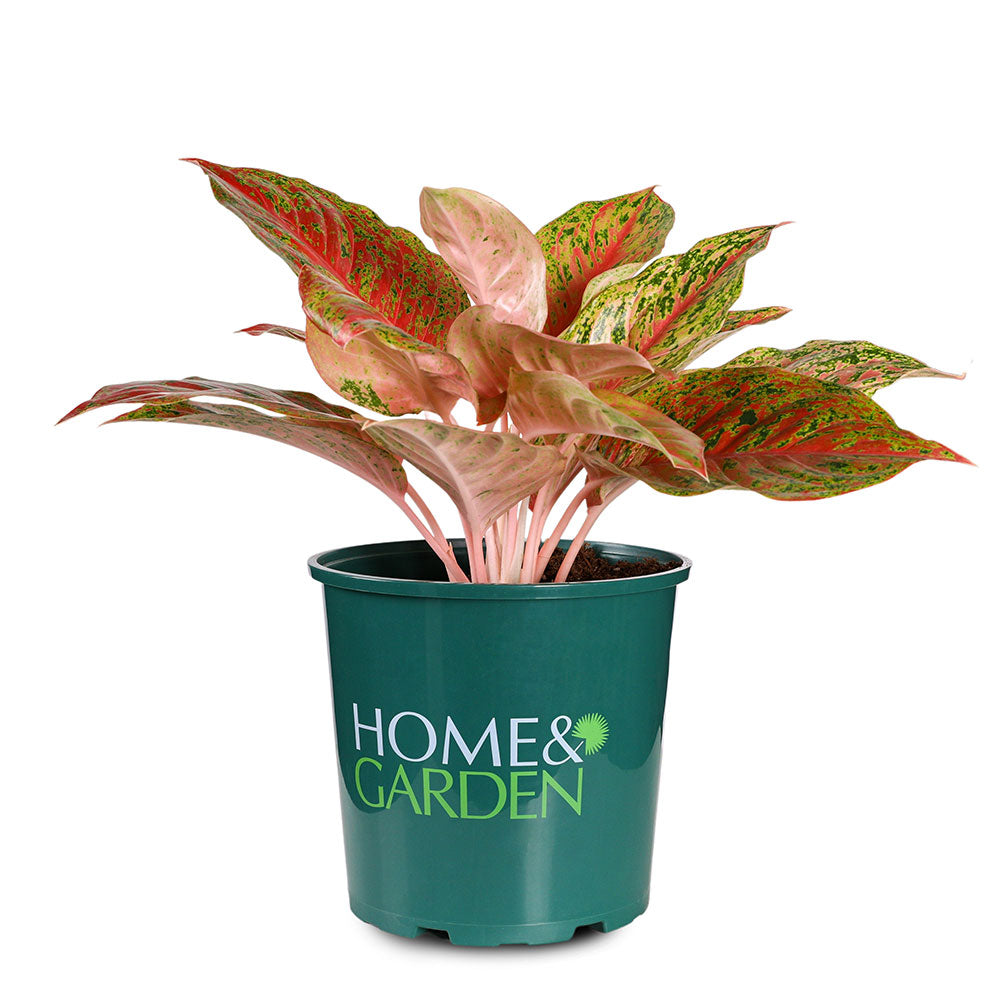 AGLAONEMA RUAYLONFA - أجلونيما روايلونفا