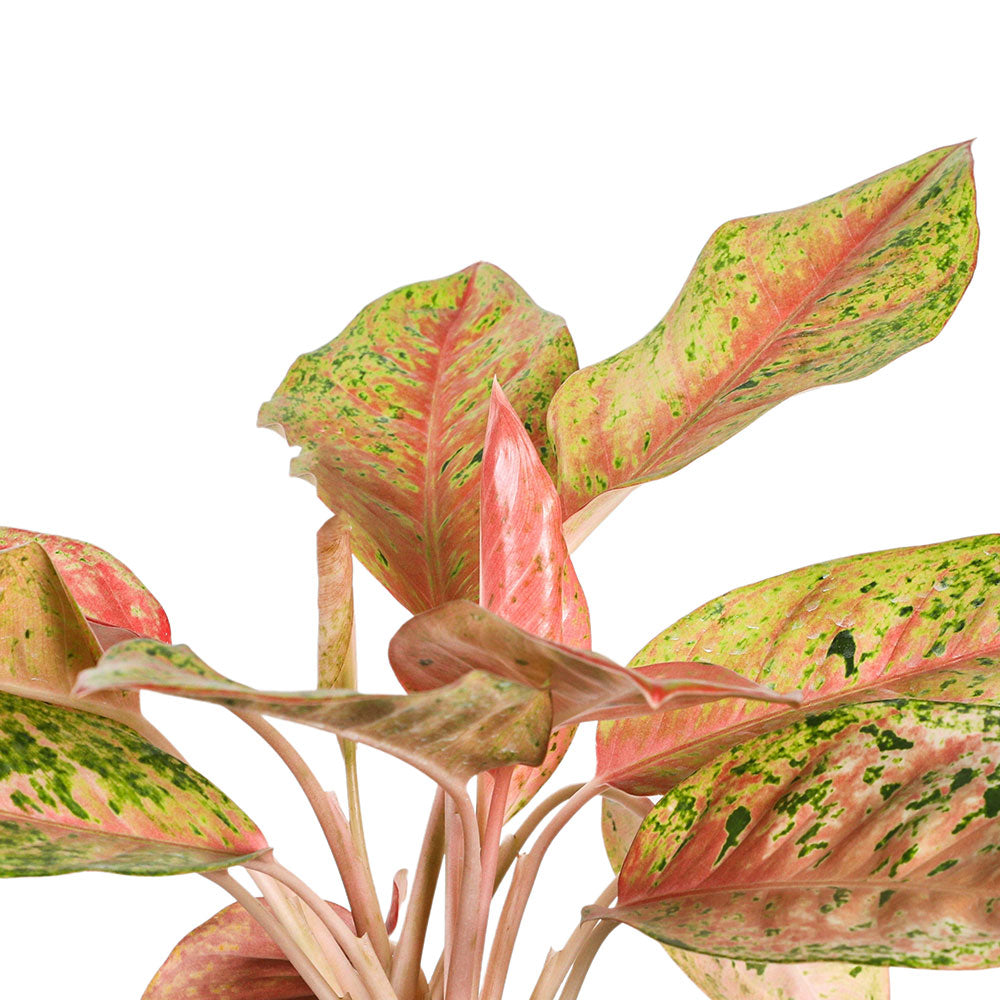 AGLAONEMA PINK PANAMA - برونيما بينك بنما 