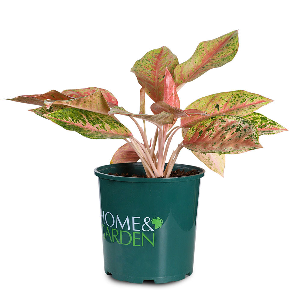 AGLAONEMA JINGUO RED - أجلونيما جينجو ريد