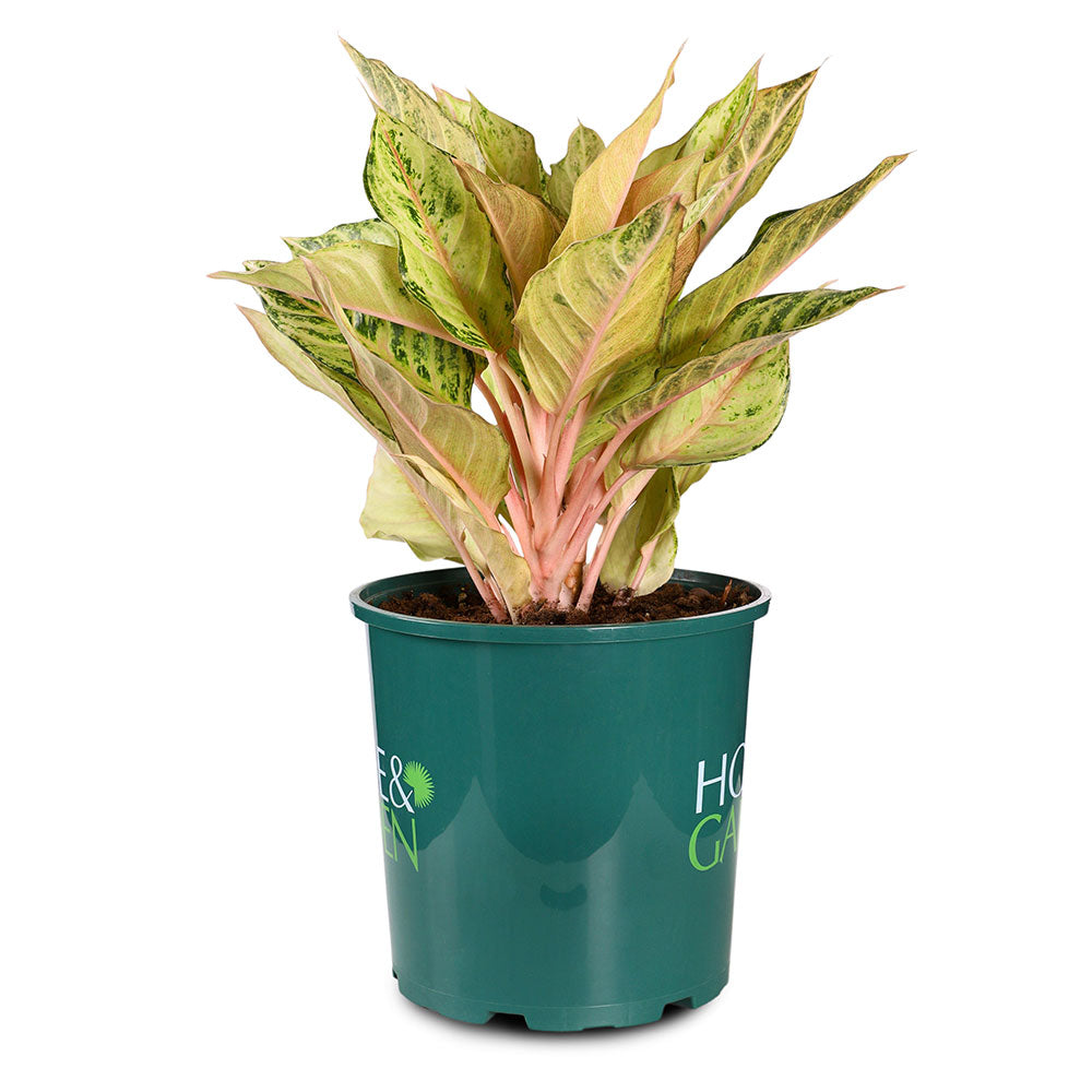 AGLAONEMA CHARTREUSE PRETTY - أجلونيما شارتروز