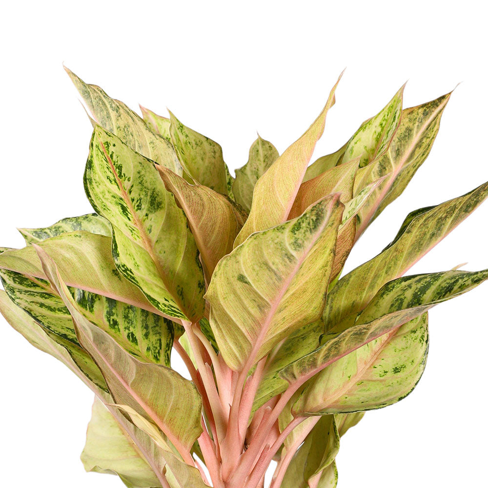 AGLAONEMA CHARTREUSE PRETTY - أجلونيما شارتروز