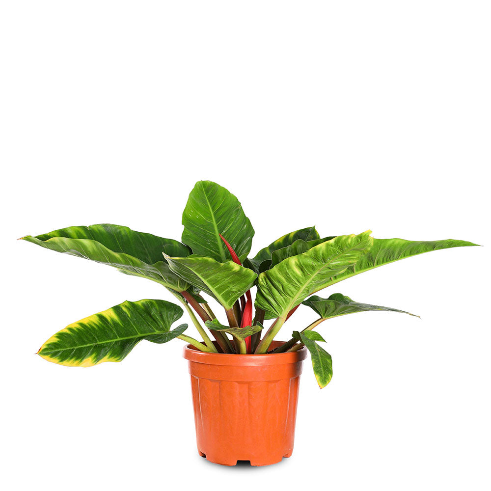 PHILODENDRON BIG GOLDEN - فيلوديندرون بيج جولدن