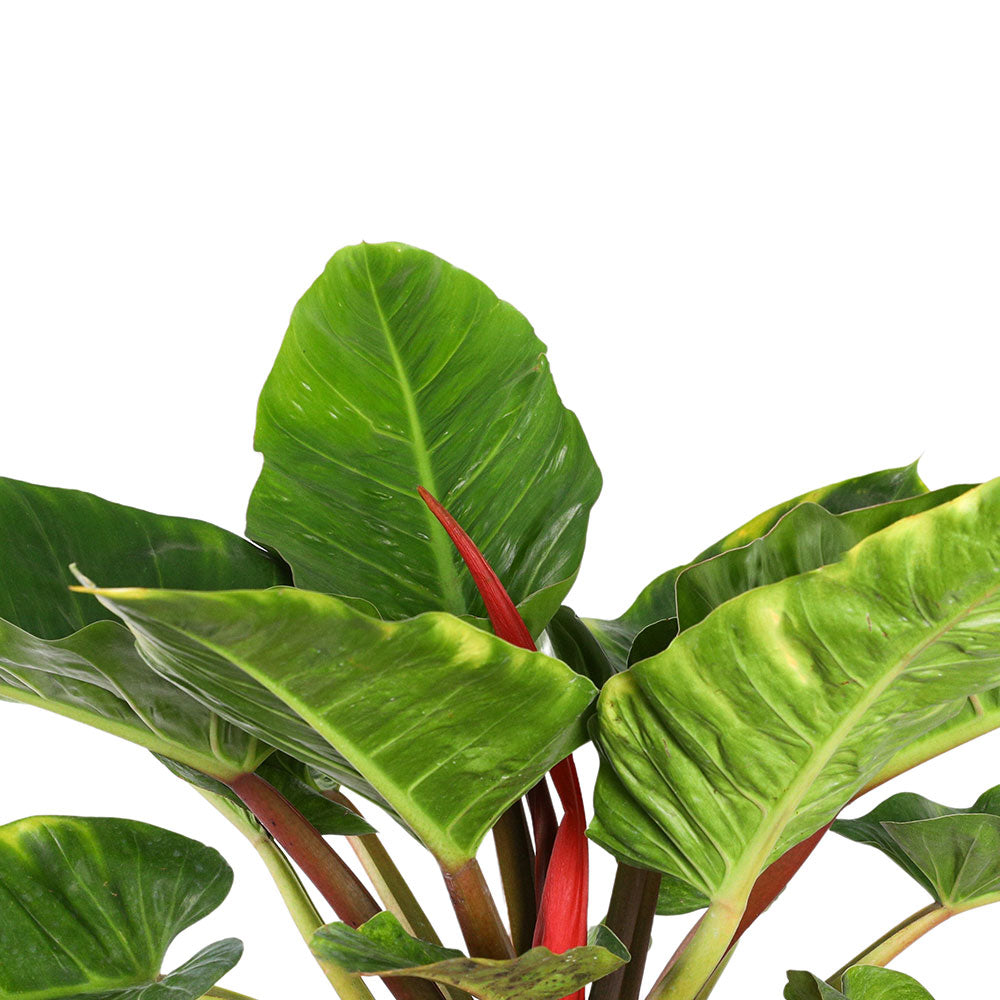 PHILODENDRON BIG GOLDEN - فيلوديندرون بيج جولدن