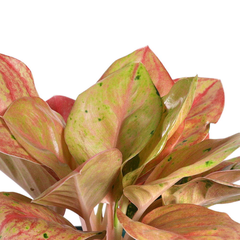 AGLAONEMA PINK PANAMA - برونيما بينك بنما 