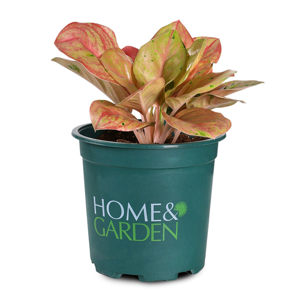 AGLAONEMA PINK PANAMA - برونيما بينك بنما 