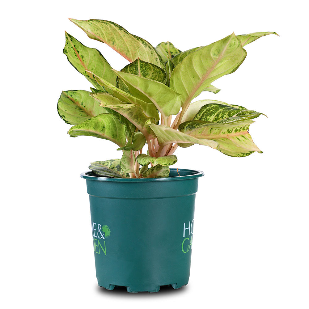 AGLAONEMA LUCKY