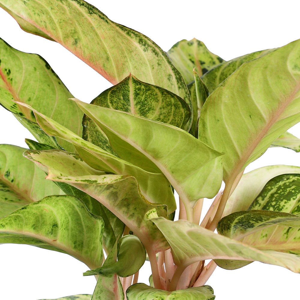 AGLAONEMA LUCKY