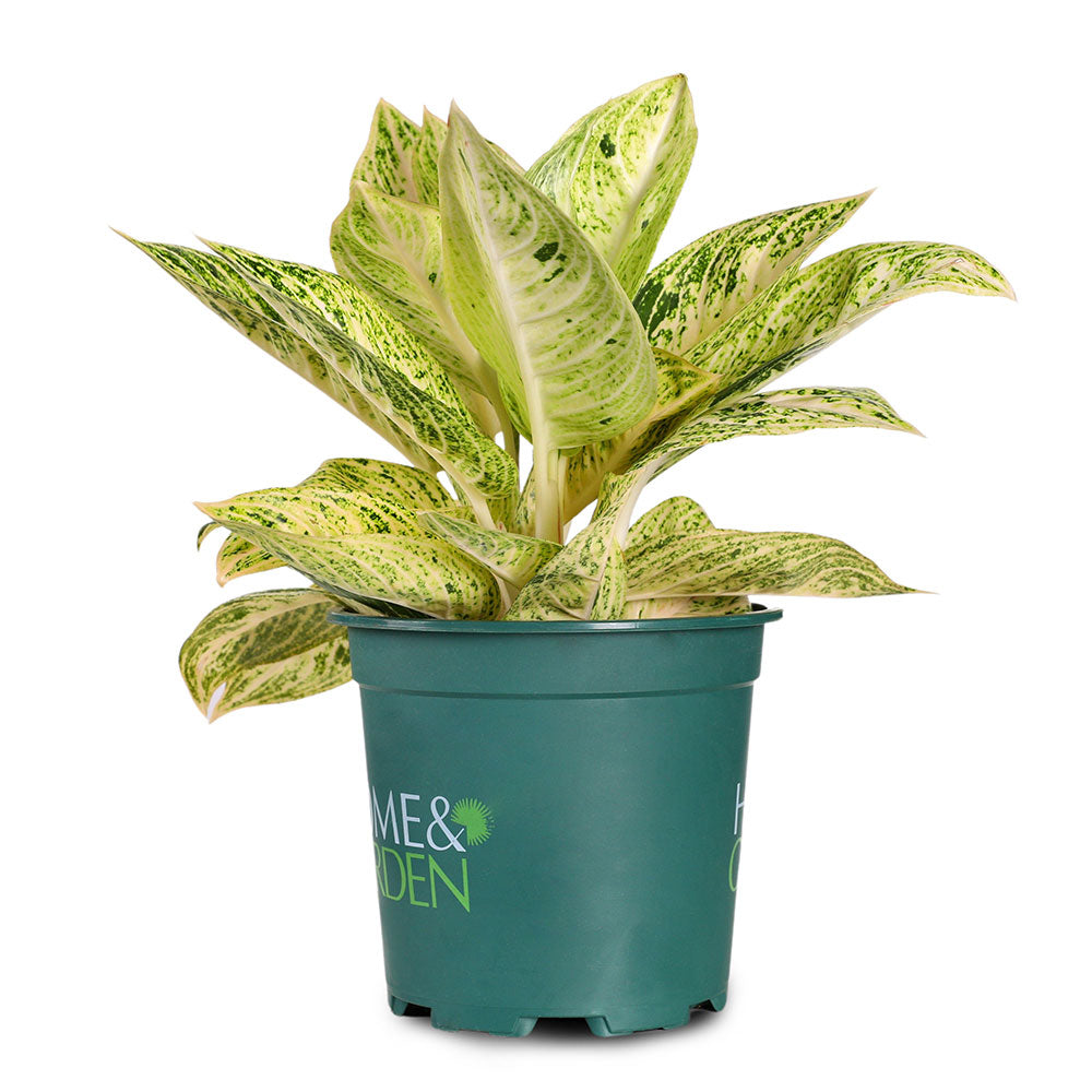 AGLAONEMA LEGAZY WHITE - براونيما ليجازي وايت 