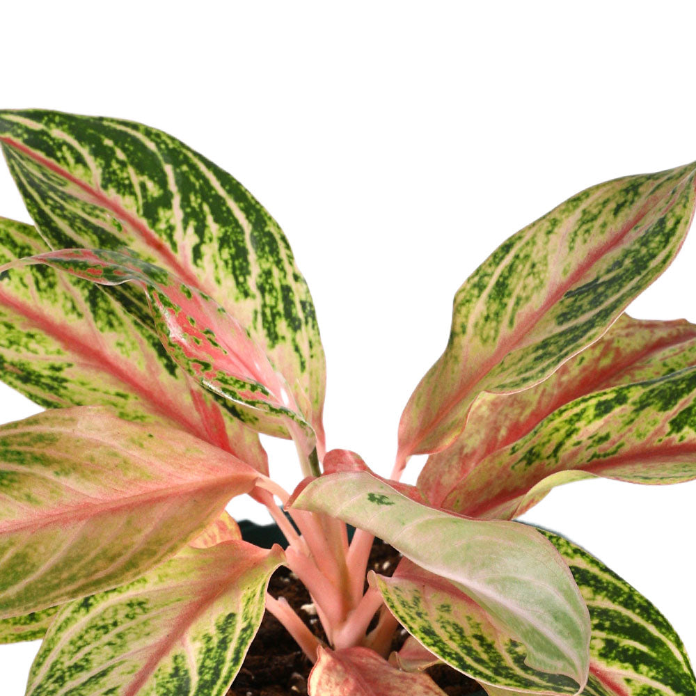 AGLAONEMA PLOYCHOMPOO - أجلونيما بلويتشومبو