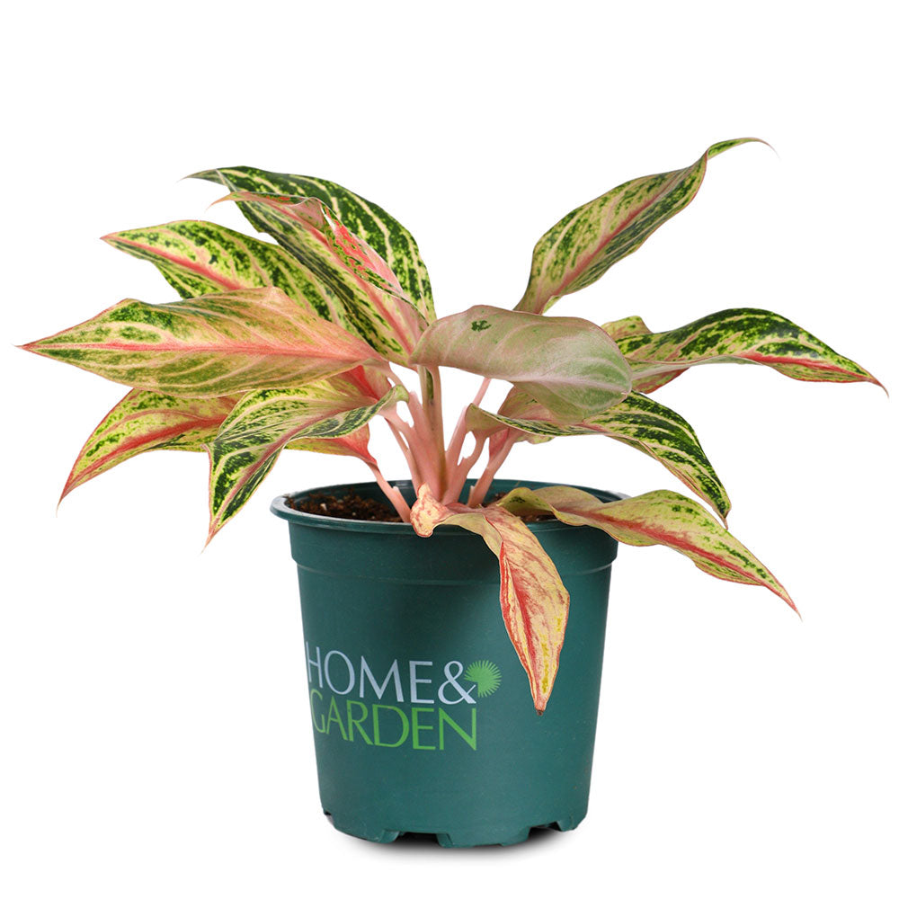 AGLAONEMA PLOYCHOMPOO - أجلونيما بلويتشومبو