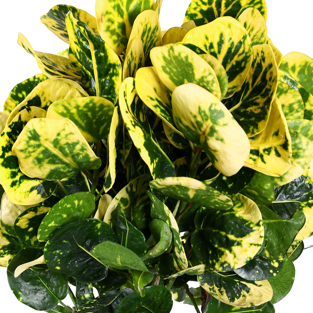 CROTON YELLOW