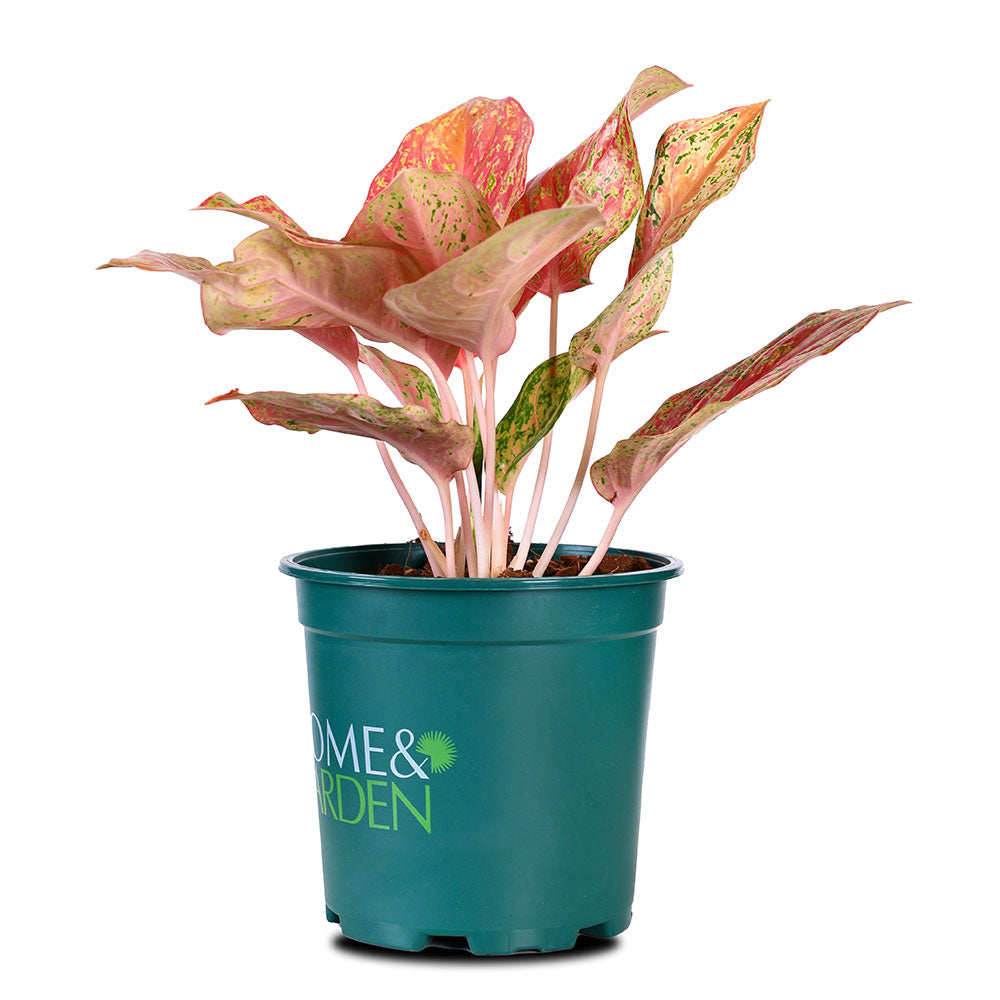 AGLAONEMA MONKOLMANEE