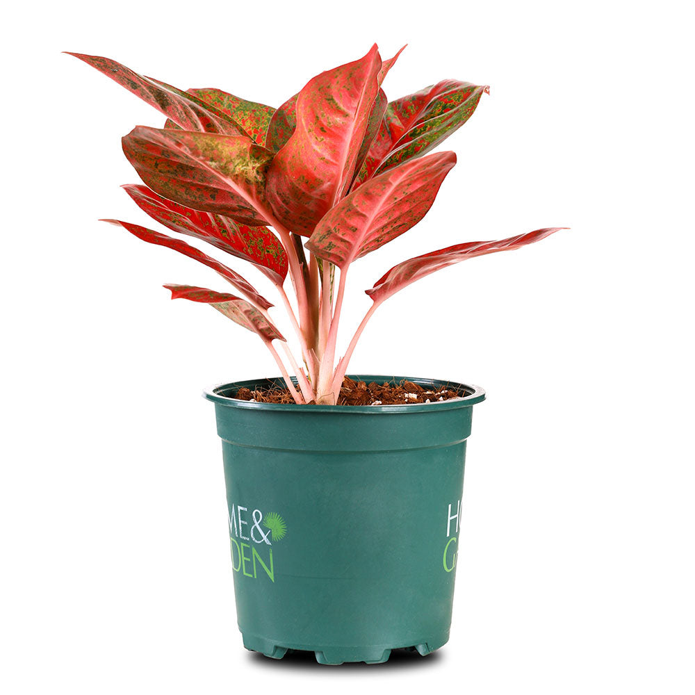 AGLAONEMA MAHASETTI