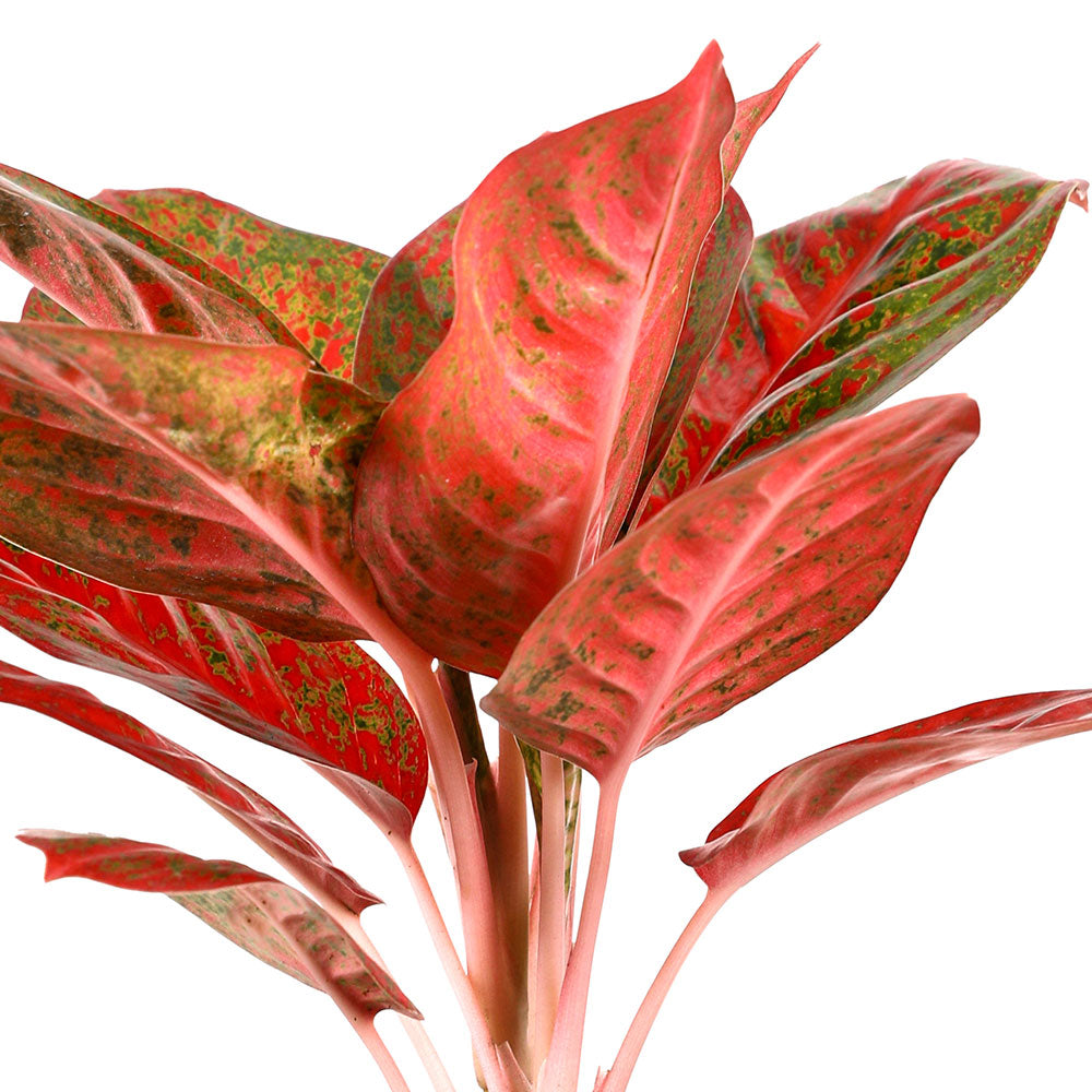 AGLAONEMA MAHASETTI