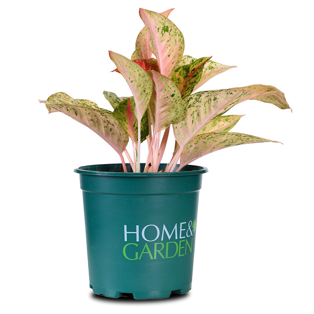 AGLAONEMA SAMPAOTONG