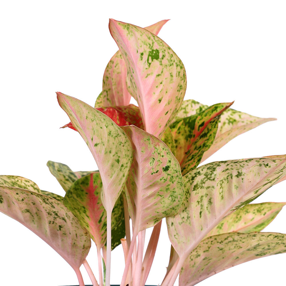 AGLAONEMA SAMPAOTONG