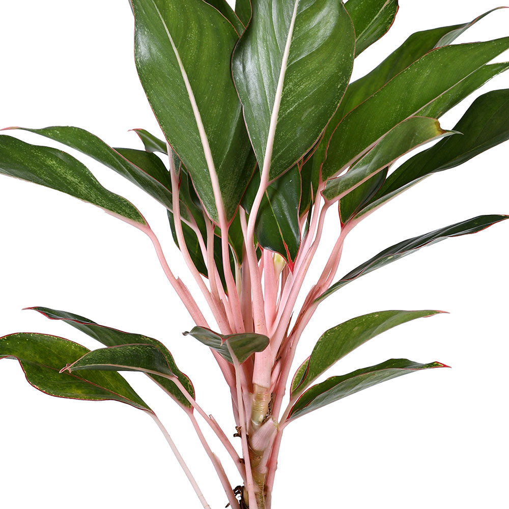 AGLAONEMA RUBY NGUYEN LAN