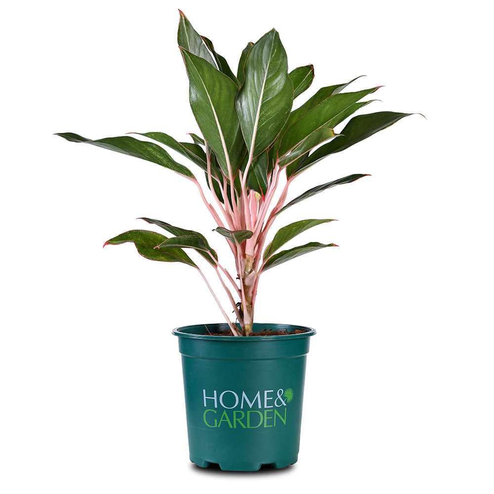 AGLAONEMA RUBY NGUYEN LAN