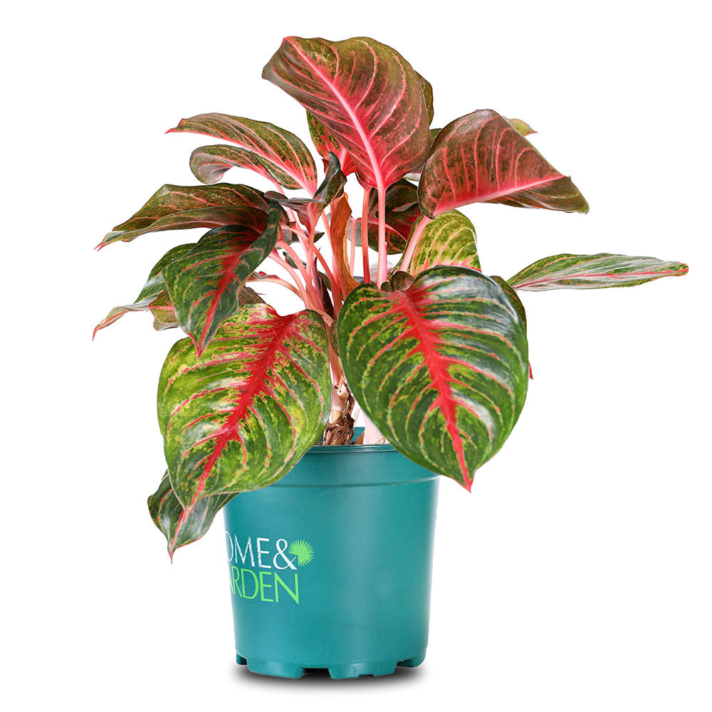 AGLAONEMA AMNAT CHAROEN