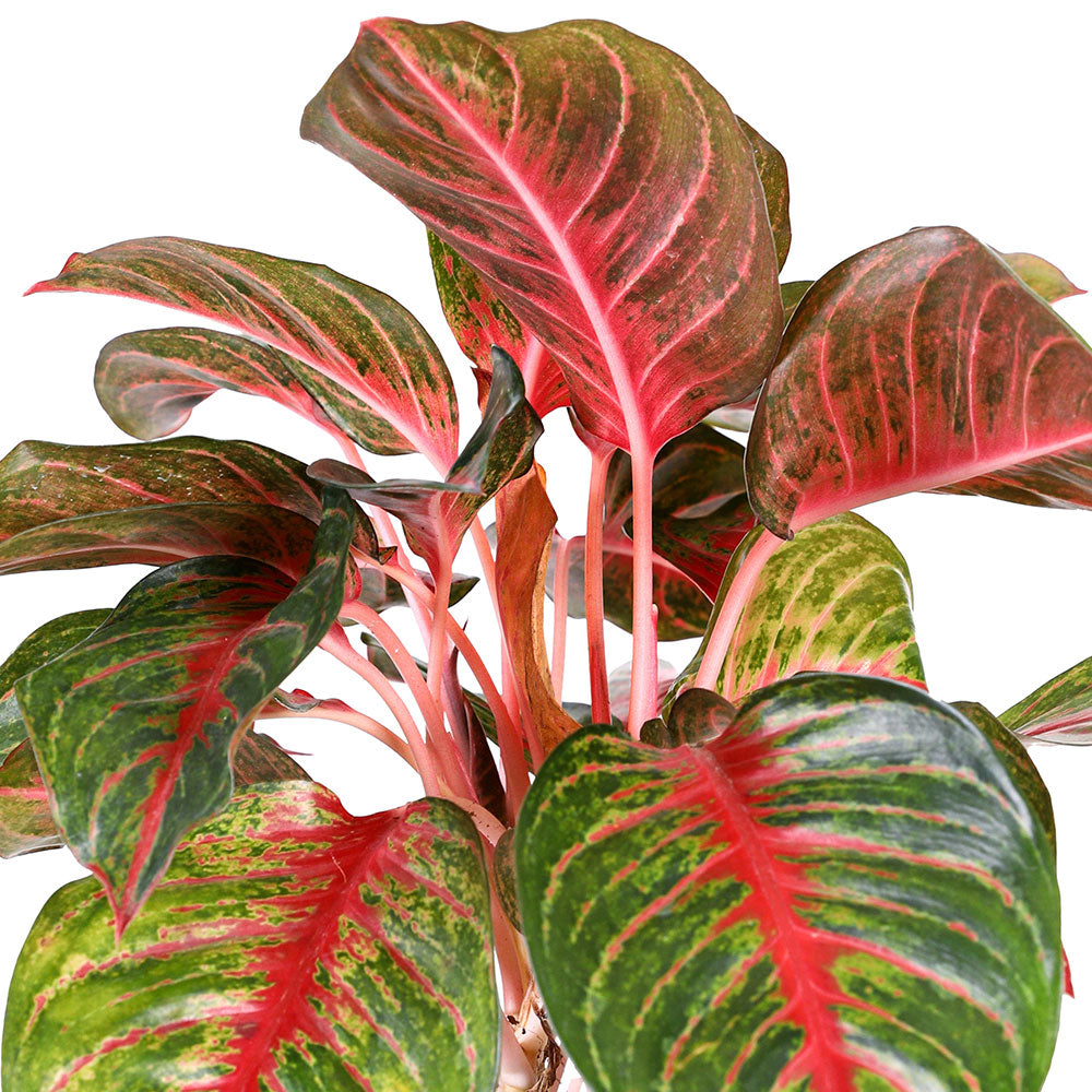 AGLAONEMA AMNAT CHAROEN